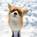 lavolpesvampita avatar