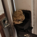 lawfulgoodchaos avatar