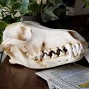 lawndalehighschoolsports avatar