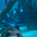 lazyextaticotoku avatar