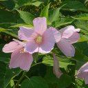 lazywritergirl avatar