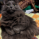 leadmetosymphonies avatar