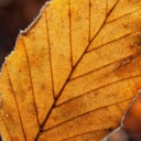 leafeonsuniqueworld avatar