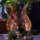 leatherboundmoth avatar