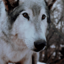 leaveonewolf avatar