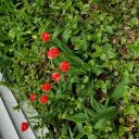 leedleleedle-lee avatar