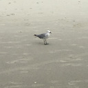 leedlethebeedle avatar