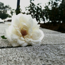 lefting-leftaroo-ninja avatar