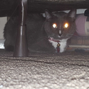 leftistfanenboii avatar