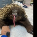 lemon-meringue-lover avatar