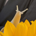 lemon-zing-tea avatar