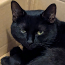 lemonadeflowers avatar