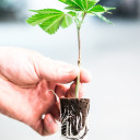 lemontreesoceanbreeze avatar