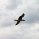 lenka-lostinpictures avatar