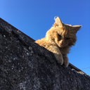 leodecapri-corn avatar