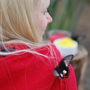 lepidopterist1 avatar