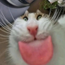 lesbianboygirl avatar