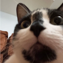 lesbianfujoshis avatar