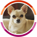 lesbianumbreon avatar