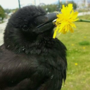 lesbicke-sklony avatar