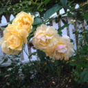 lessthanthesumofmyparts avatar