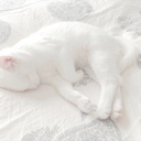 letpapersleep avatar