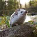 lets-commit-crime avatar