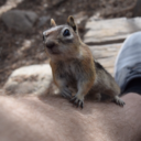 letscallitliving avatar