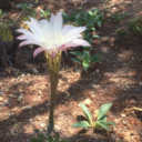 letstalkaboutvaginismus avatar