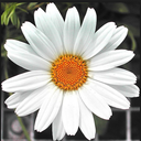 letterstocustomerservice avatar