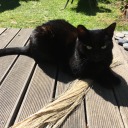 leviathanwithwhiskers avatar