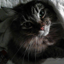 lexa-kom-memekru-blog avatar