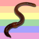 lgbt-worm avatar