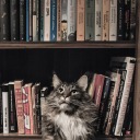 library-cat-in-the-window avatar