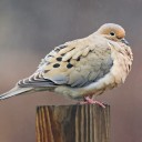 library-of-alexandria avatar