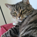 librarybunnygeek60 avatar