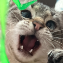 libraryinmyhead avatar