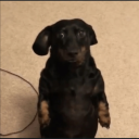 librast-shirt avatar