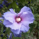 libroslectori avatar