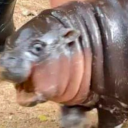 libsanonymous avatar