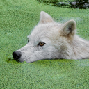 lichenwolf-blog avatar