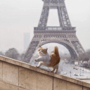 lies-and-branches avatar