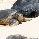 lieutenantyank avatar