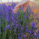 lifestylebybf avatar