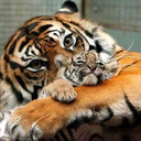 lightningbellesnow avatar