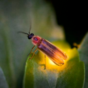 lightningbug76 avatar