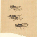 lightningstrikeart avatar