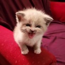 lil--uzi--hurt avatar