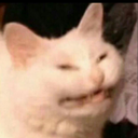 lil-cookie99-blog avatar