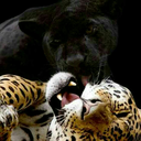 lil-dragonnite avatar